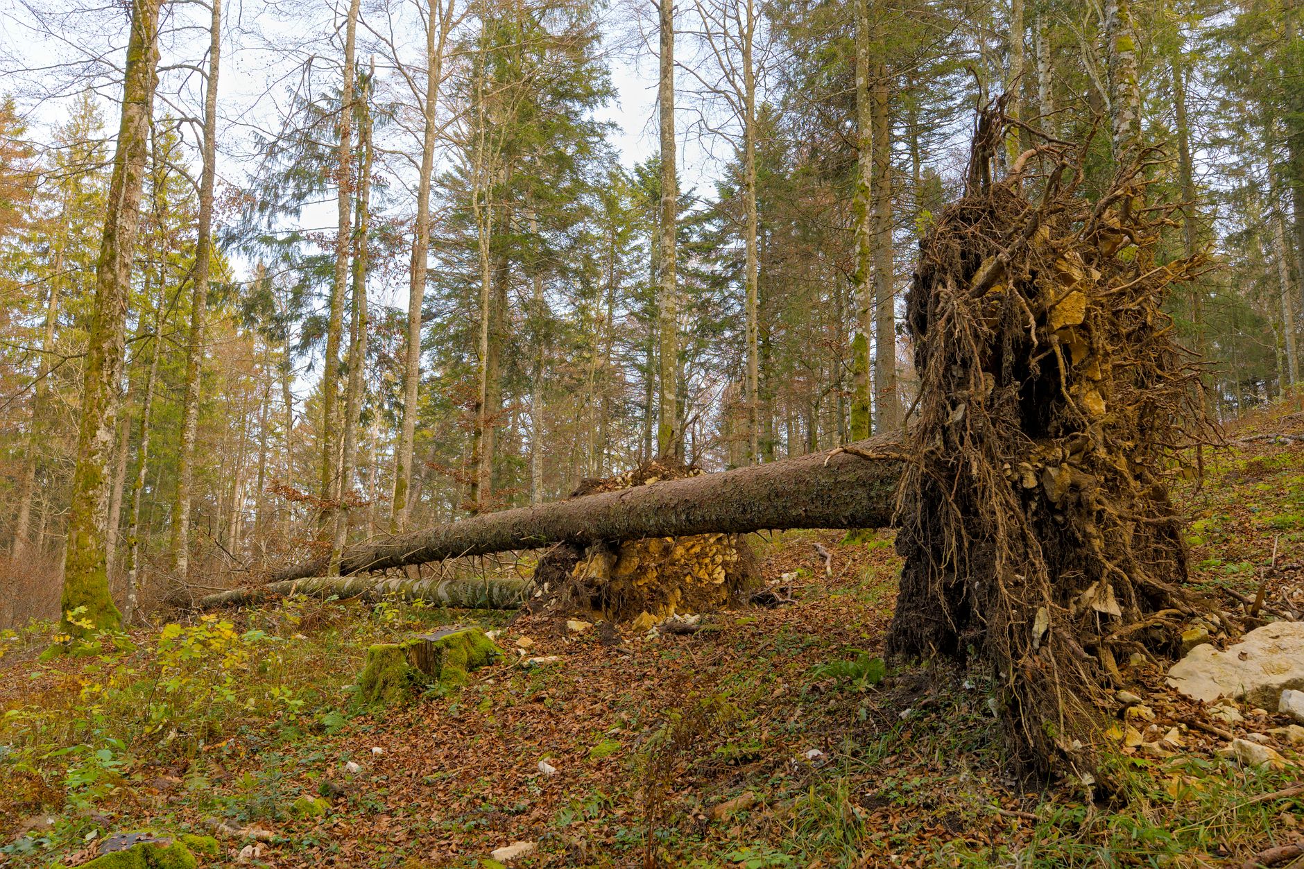Enlèvement arbre urgence à 